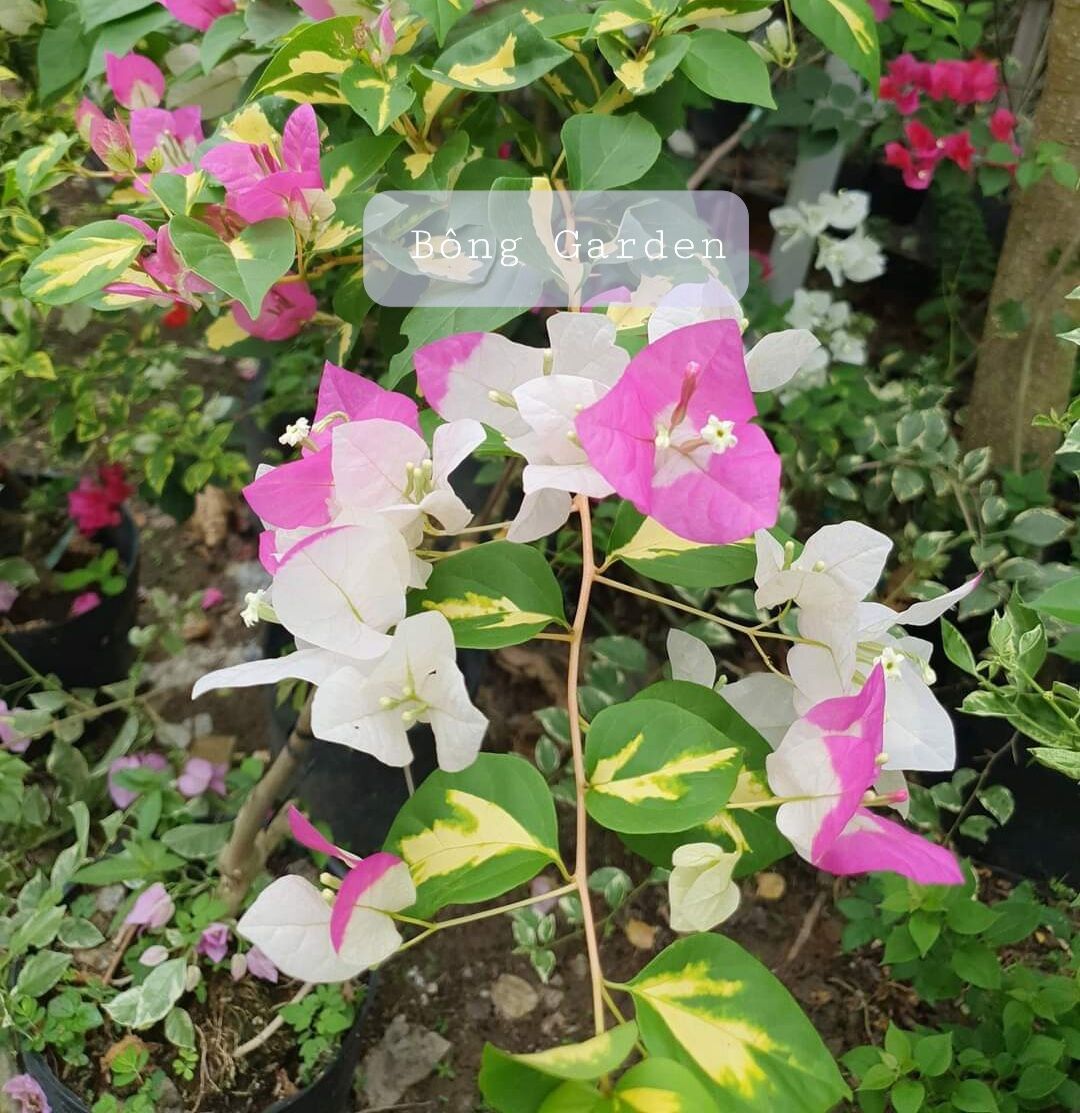 _ Bông Garden_ Cây Hoa giấy cẩm thạch 2 màu Trắng Hồng Lá đóm vàng, cây cảnh ưa nắng, dễ trồng siêng hoa
