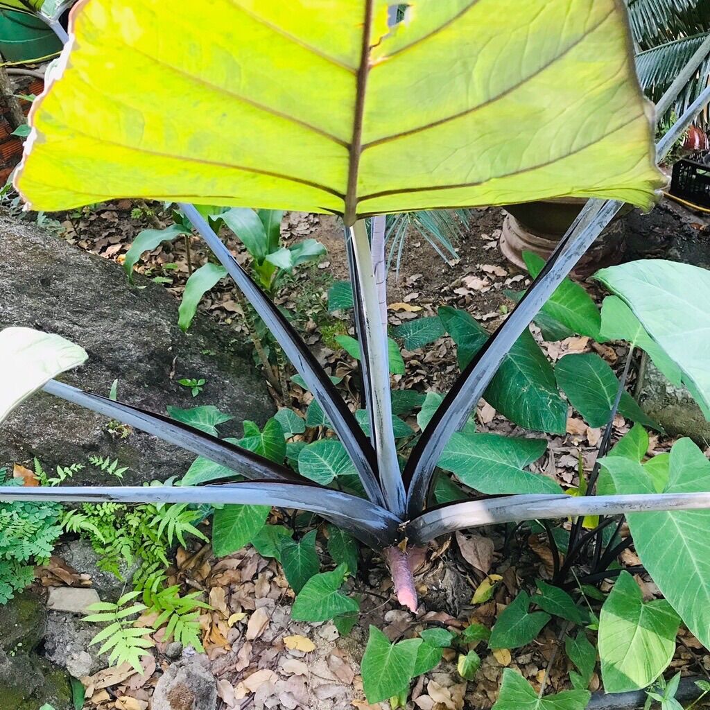 Cây khoai môn tím, môn đỏ