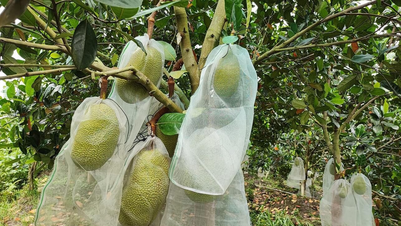 Bộ đôi Siêu nấm siêu khuẩn