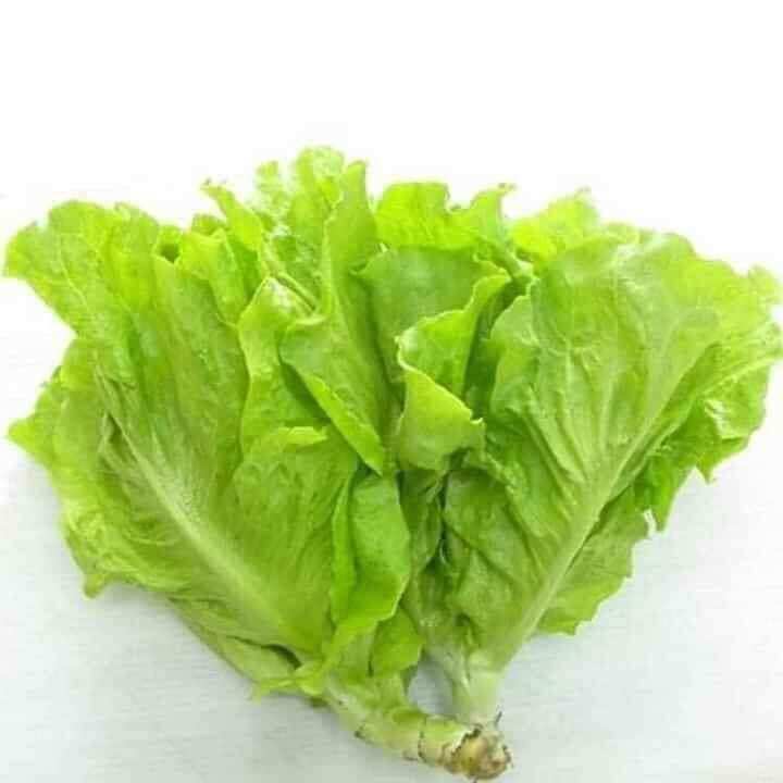 Hạt giống xà lách mỡ
