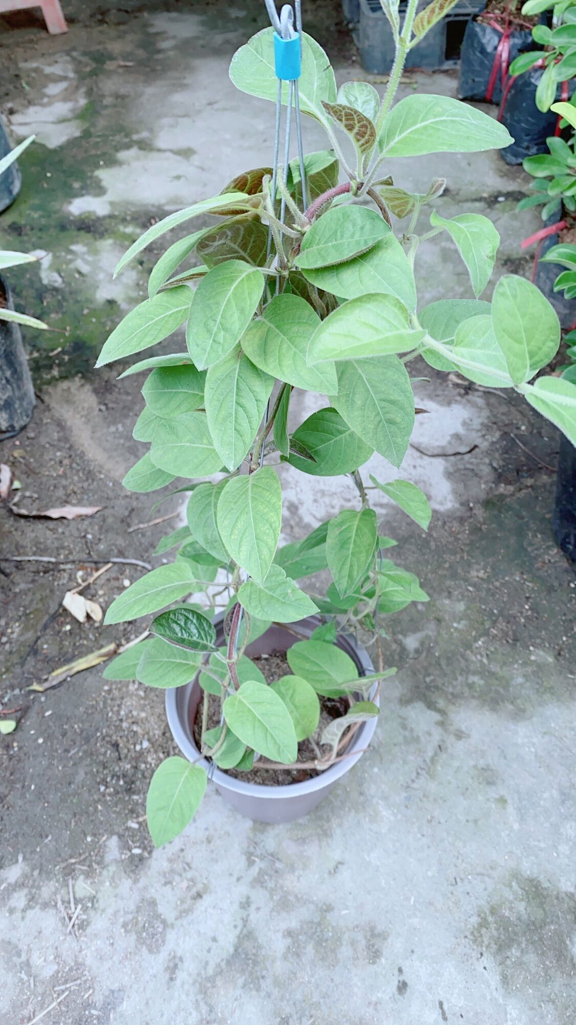 Cây lá mơ