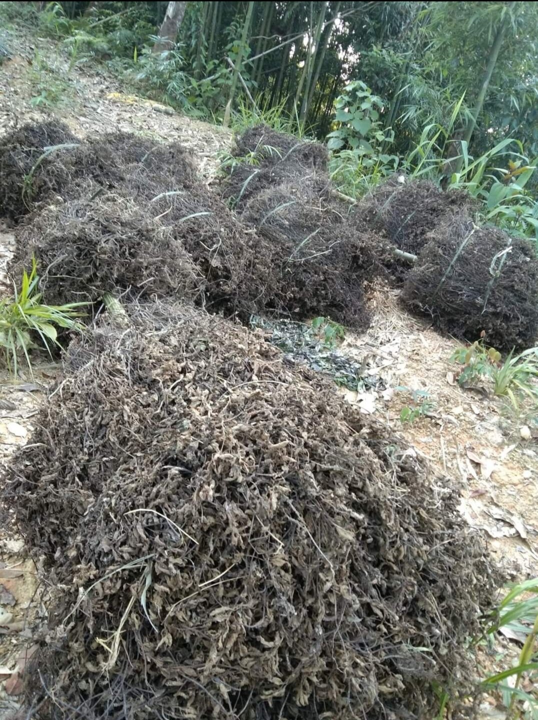 Cây Thạch Đen khô Nấu thạch đen (sương sáo) Thạch Nương