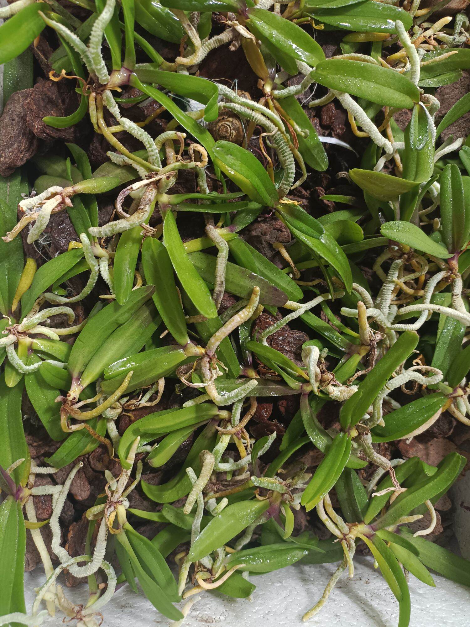 10 cây lan ngọc điểm giống đủ màu