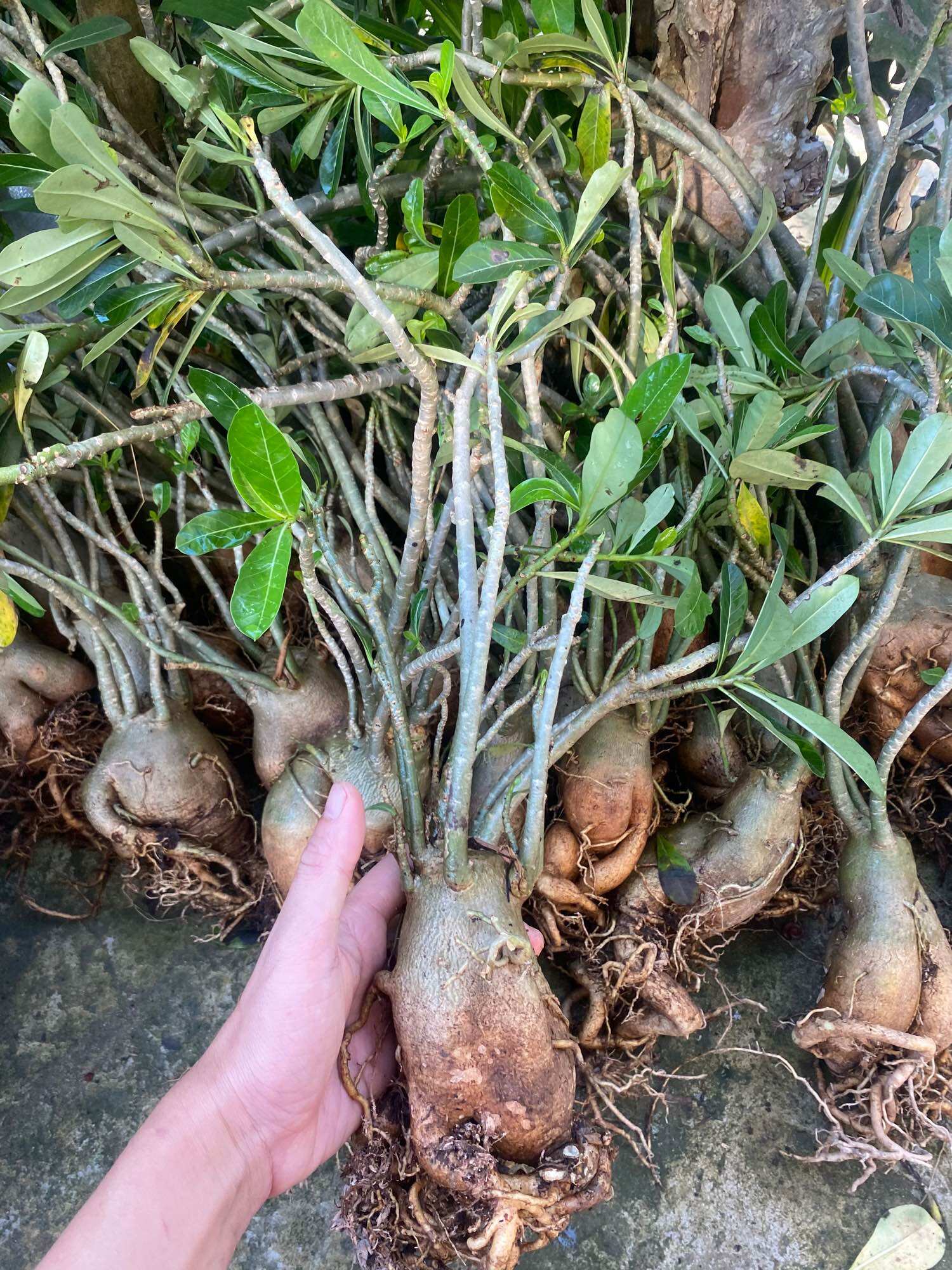 Cây hoa sứ thái màu đỏ
