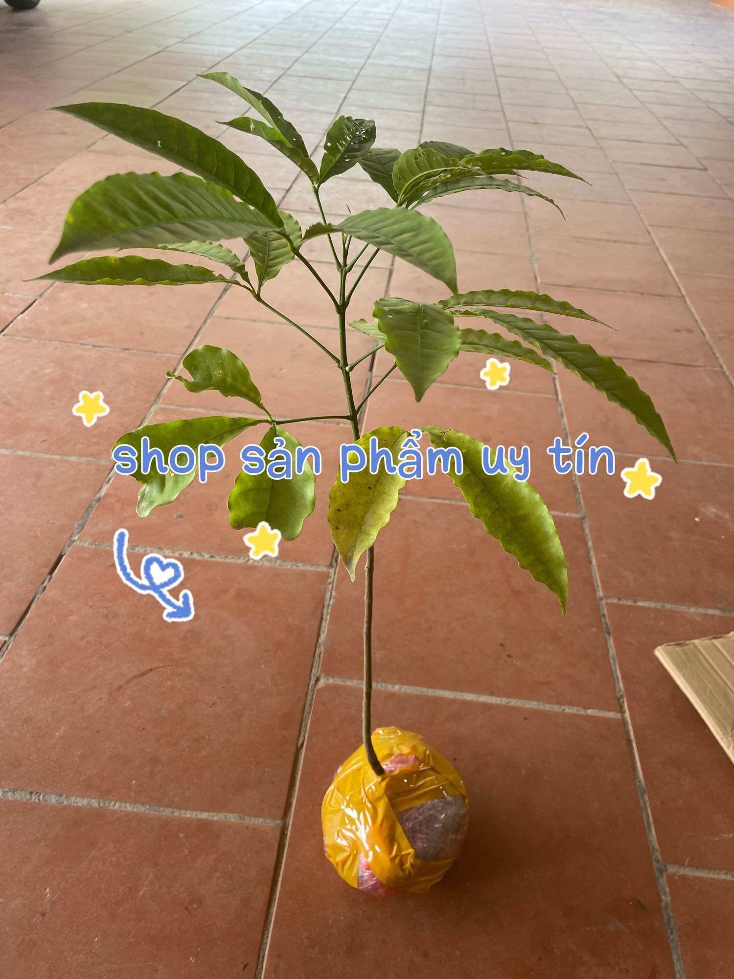 Cây ba chạc nguyên bản (cây giống to)