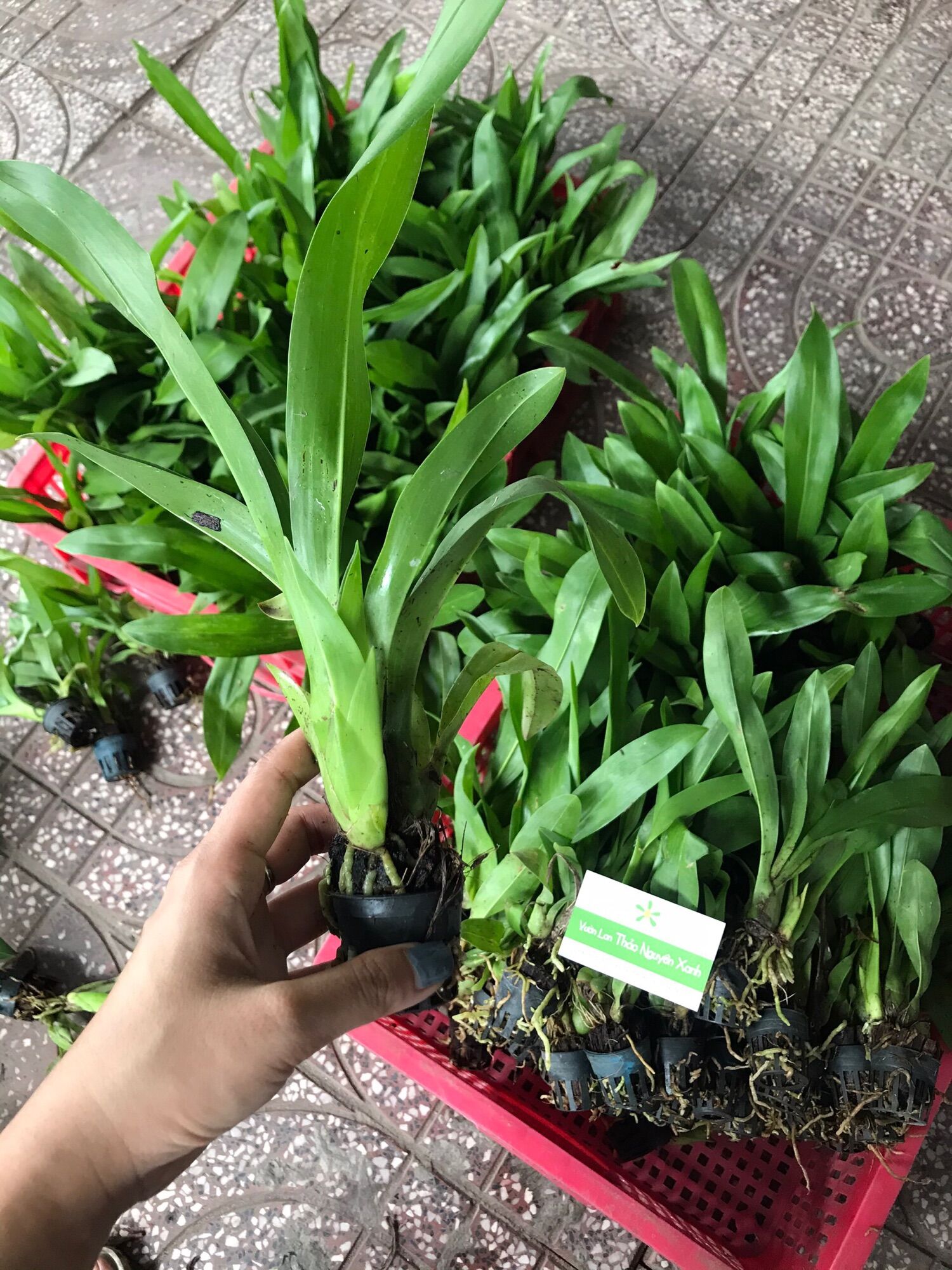 Vũ Nữ Hoàng Hậu Size Trung Màu Xanh