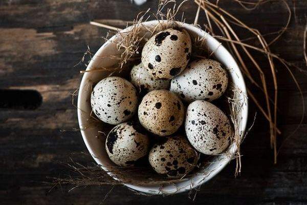 20 trứng cút Lộn ấp nở.