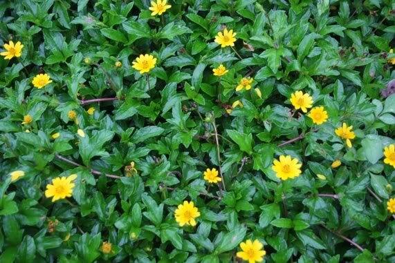 Cây sài đất (1kg tươi), chỉ giao TPHCM
