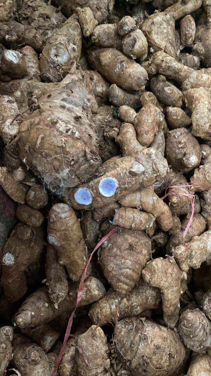 3kg nghệ đen tươi chuẩn hàng nhiều dược chất