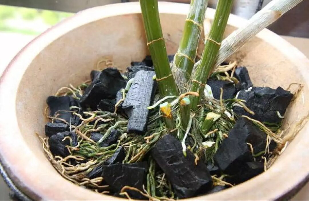 [1Kg] than củi trồng lan đã qua xử lý