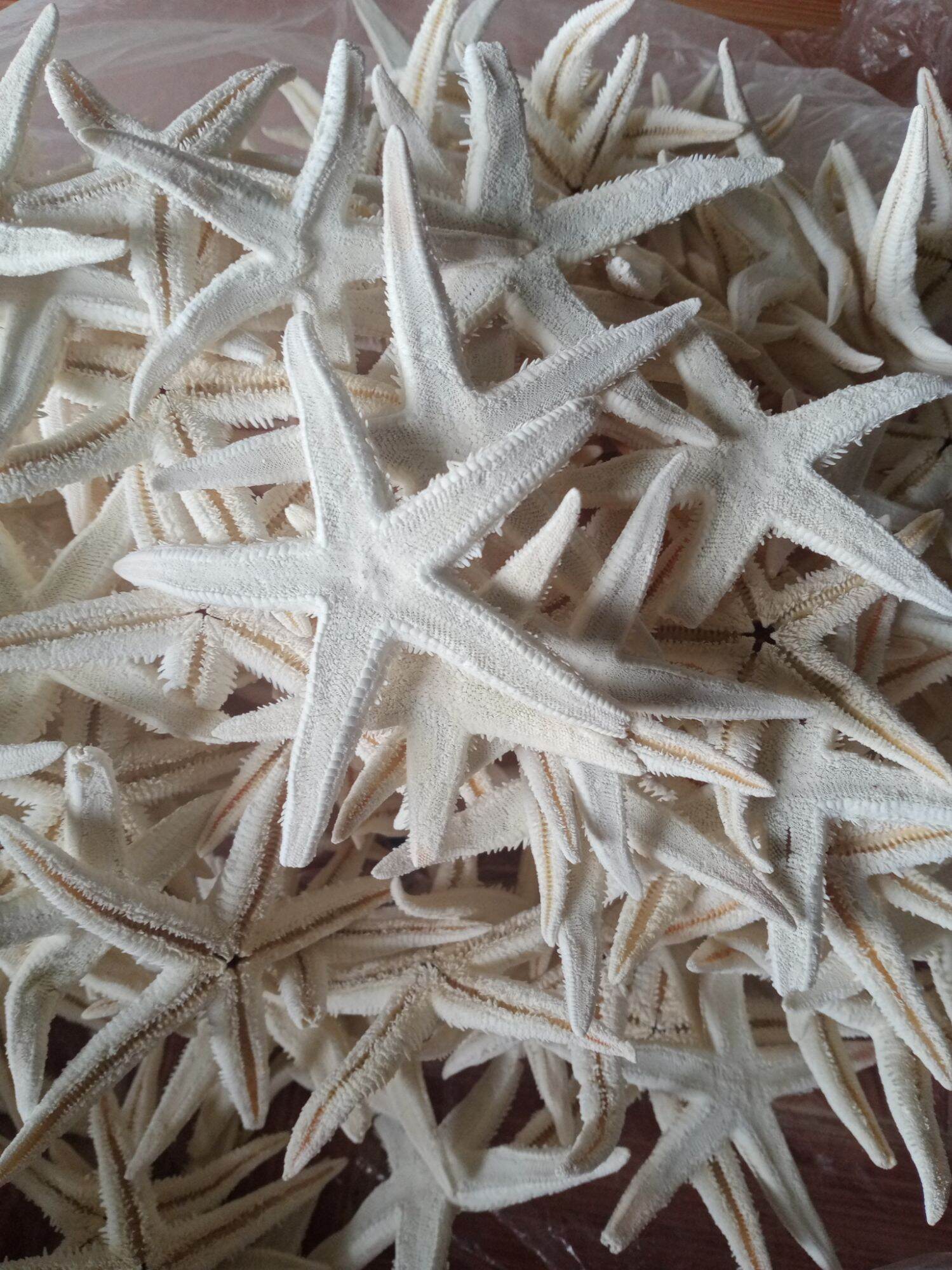 sao đỏ gai 5 con to