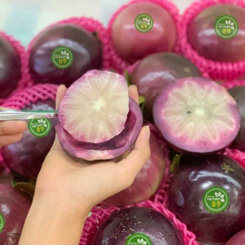 cây giống Vú Sữa  Mika....chuẩn giống