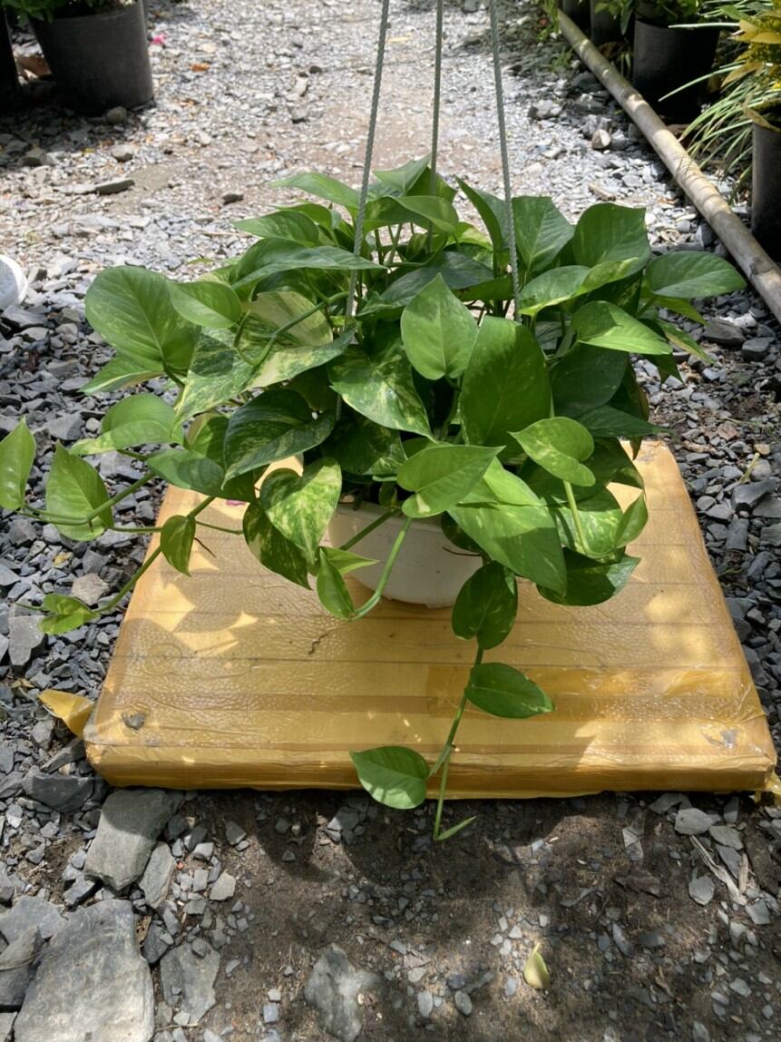 Trầu Bà Xanh chậu treo lớn