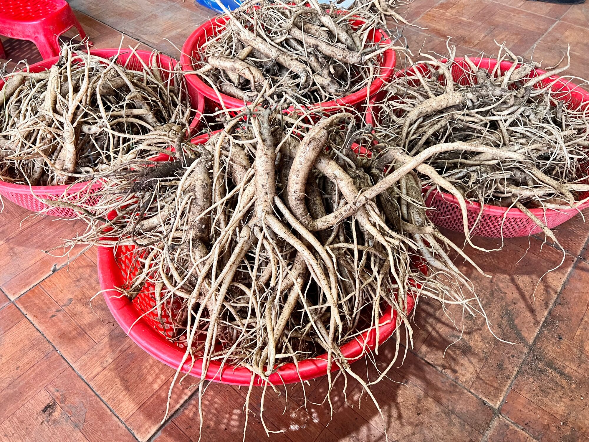 Sâm dây Ngọc Linh 10 củ/kg