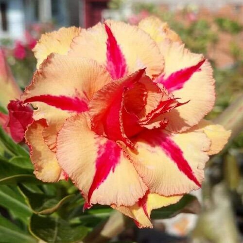 Vua sứ thái: 30 hạt sứ thái cánh kép 10 màu.