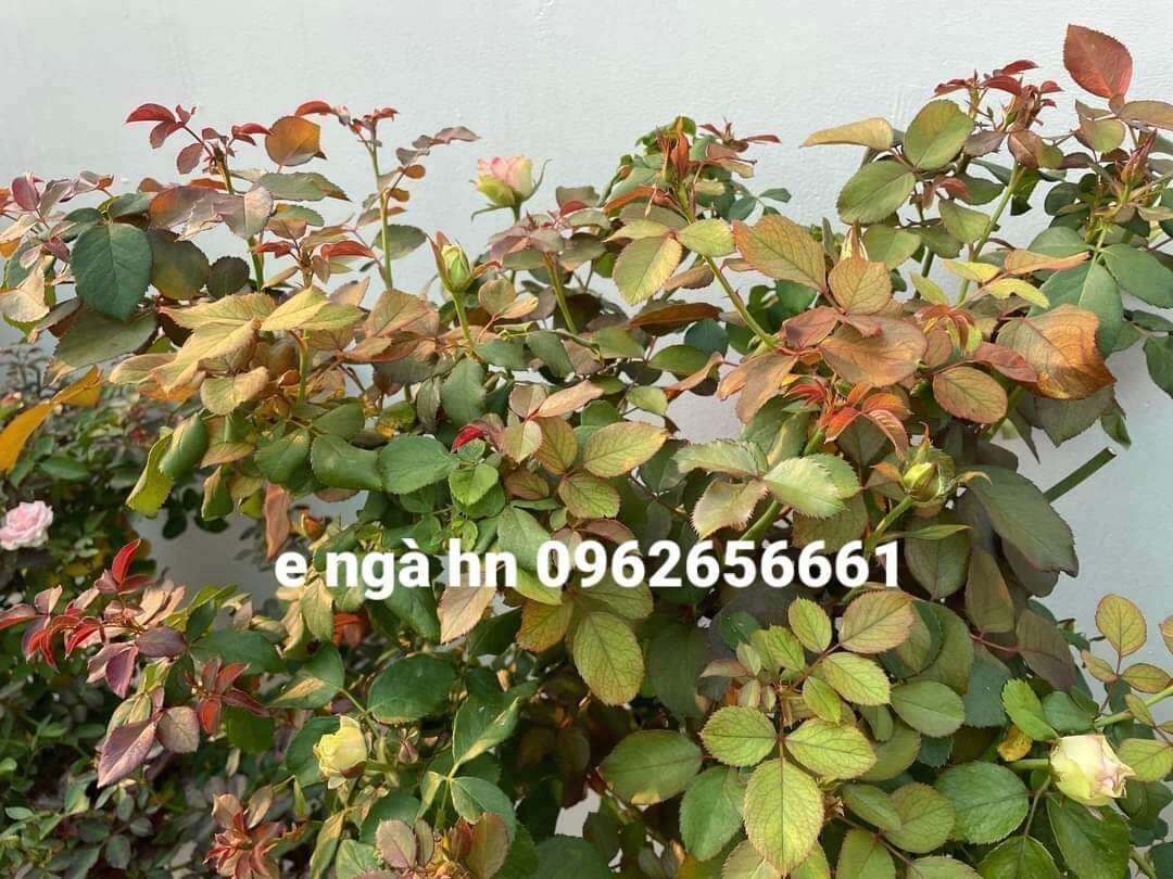 2 Kg Phân Siêu Bật Mầm Hoa