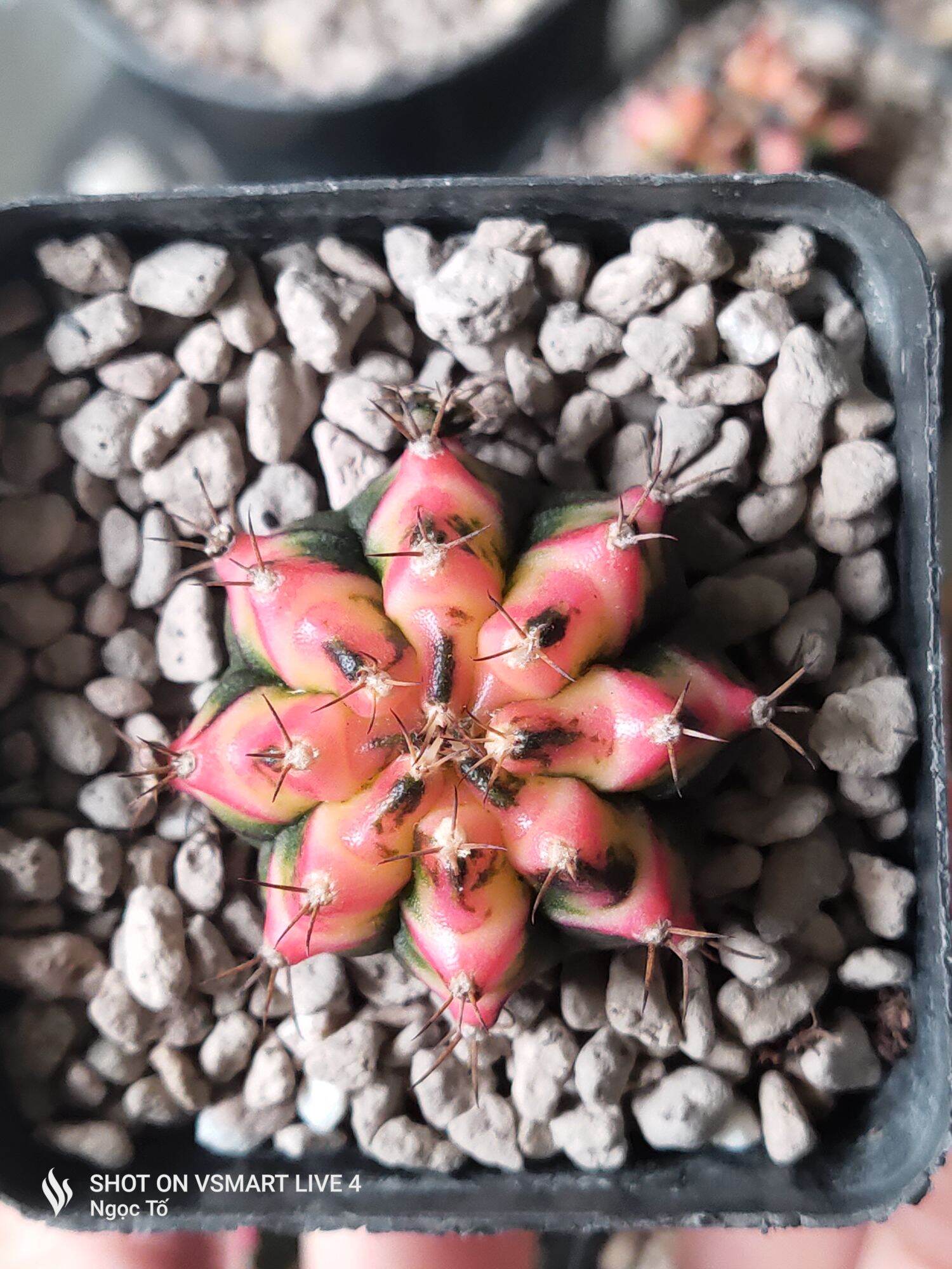 Xương rồng multi đỏ