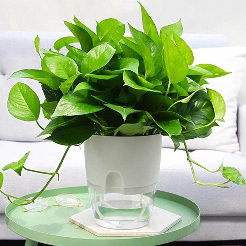 Chậu trồng cây thông minh tự tưới nước - chậu tự dưỡng
