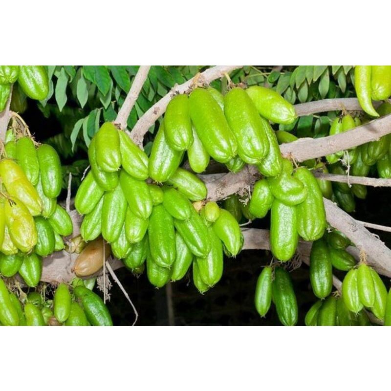 cây khế tàu cao 70cm