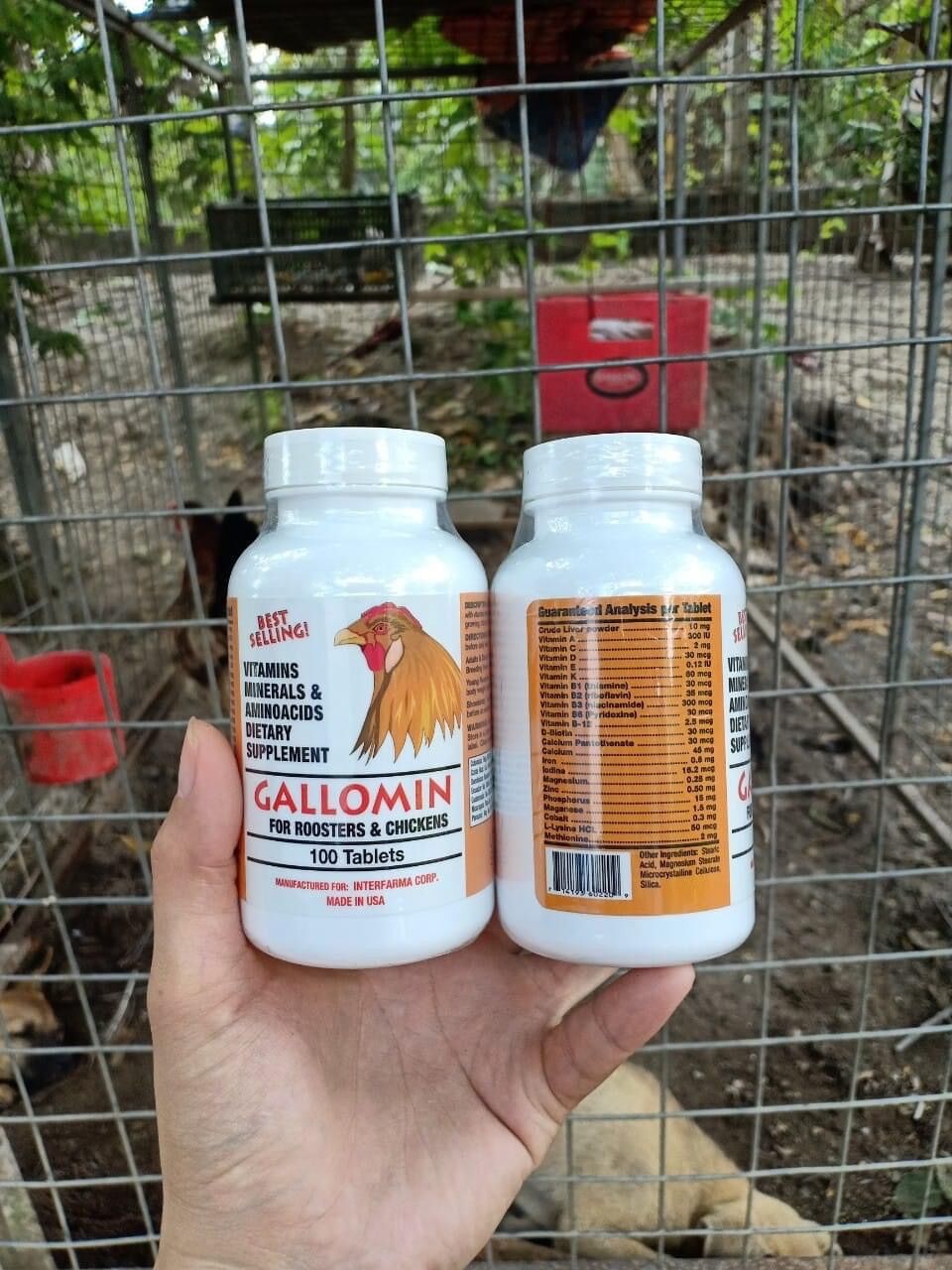 B15B12 và Gallomin combo nuôi chất lượng, tăng bo, nở khung, săn chắc, hừng gà, thèm ăn, tăng cơ