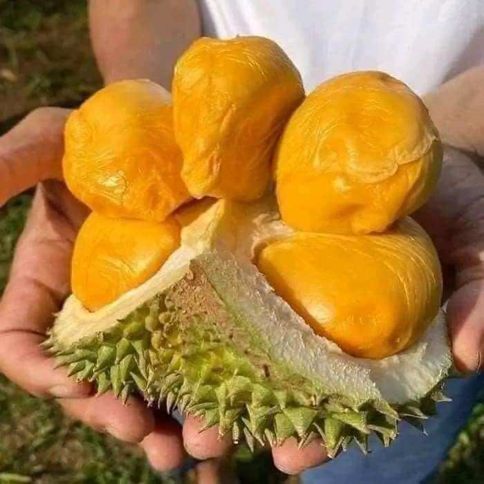 Cây giống sầu riêng thái