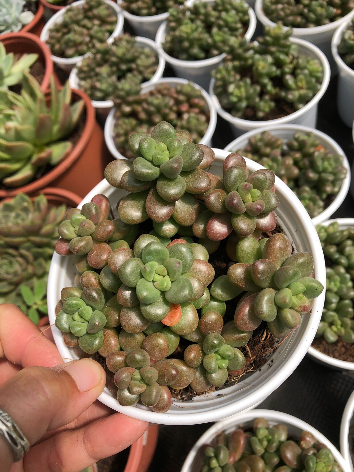 Sen đá Sedum Kẹo 11cm