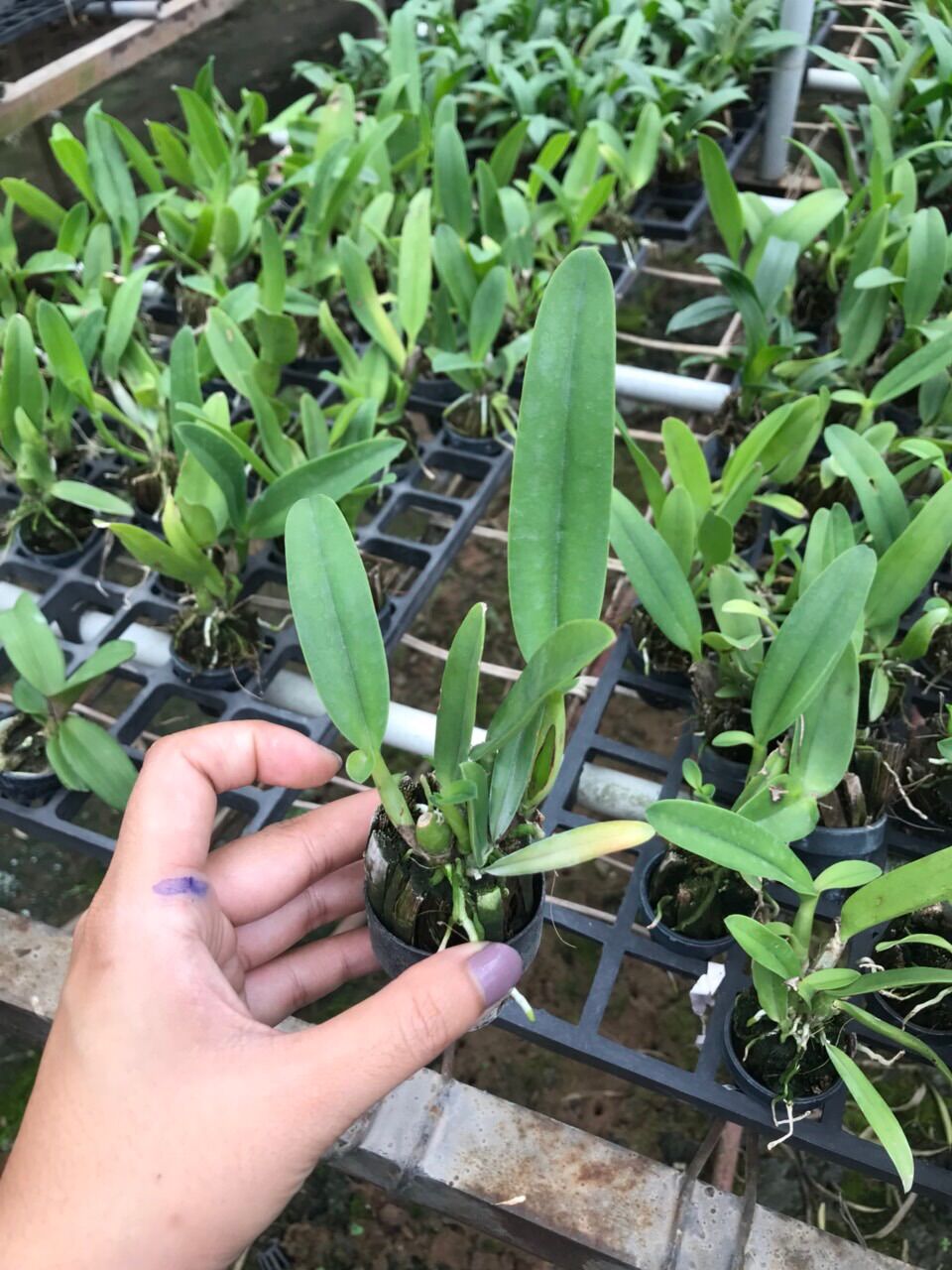 TNX34 - Lan Cattleya Hoa Xanh Lưỡi Đỏ - Cây Con