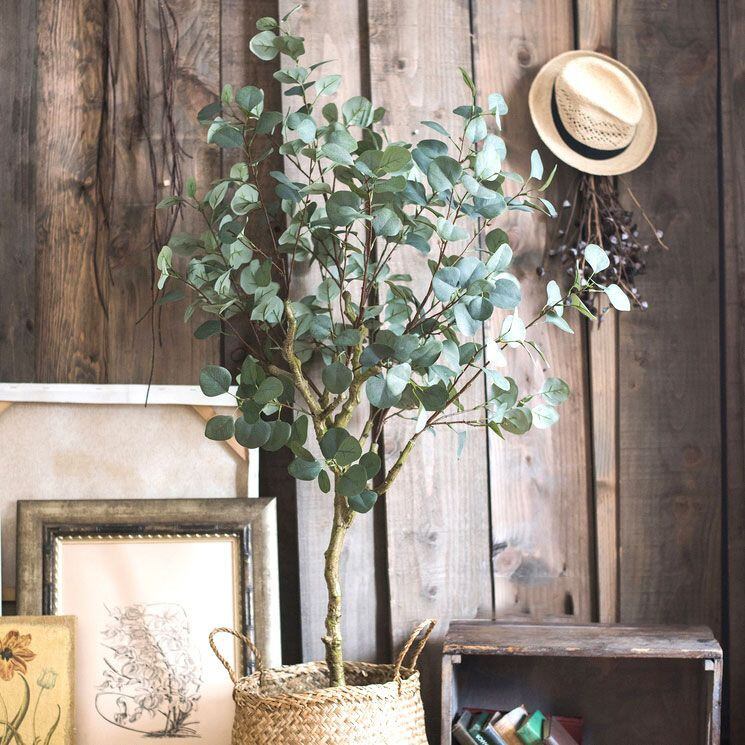 Cây bạch đàn giả ( cây lá táo) cao cấp giống thật 99%