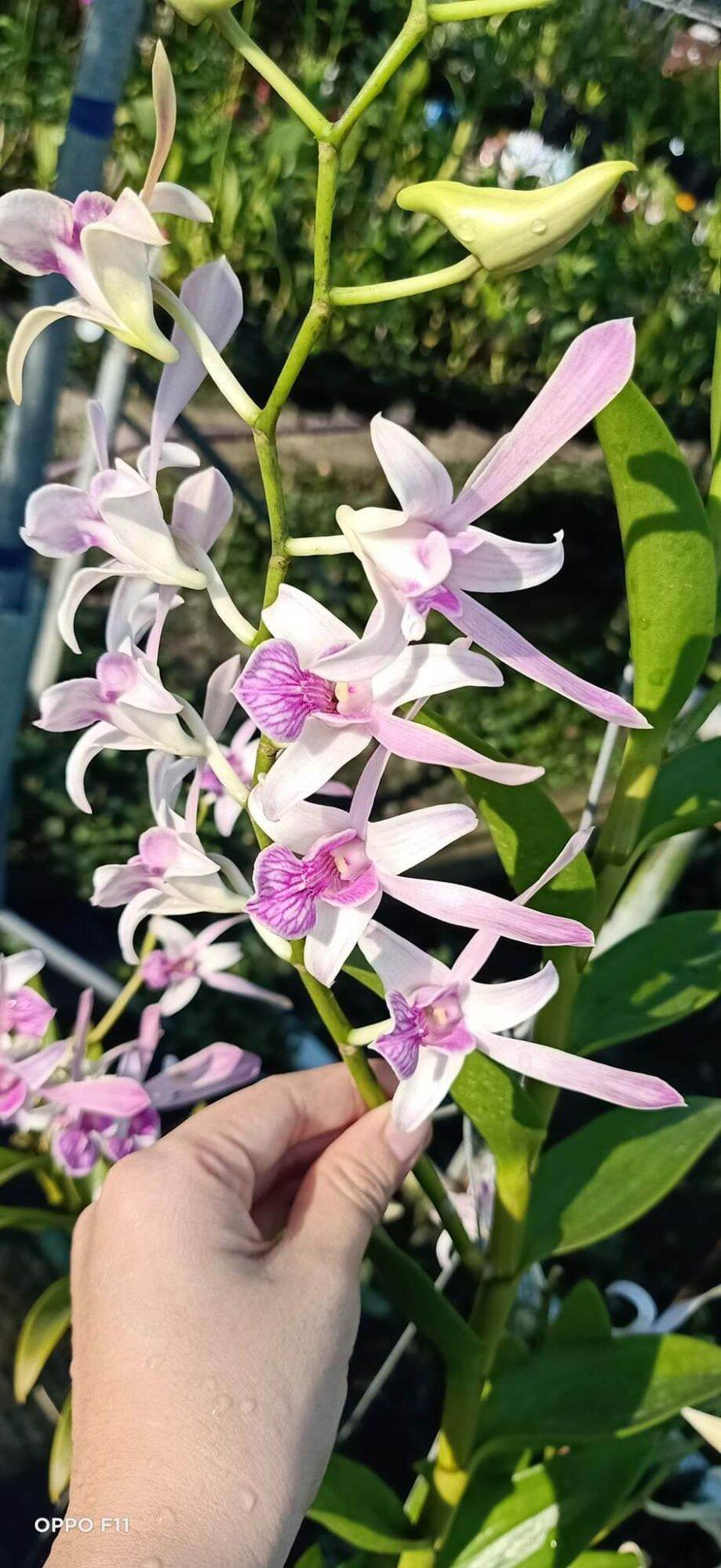 Denro nắng thỏ hồng trưởng thành sắp hoa