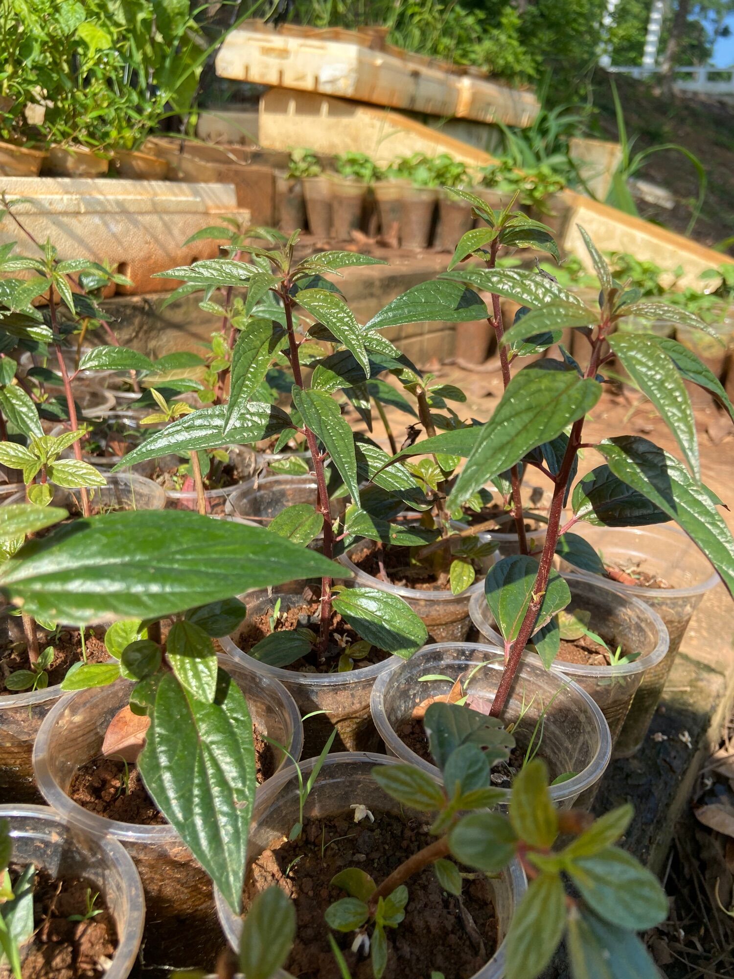 Cây bọ mắm tím