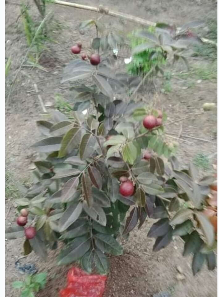 cây nhãn long tím cây đẹp.