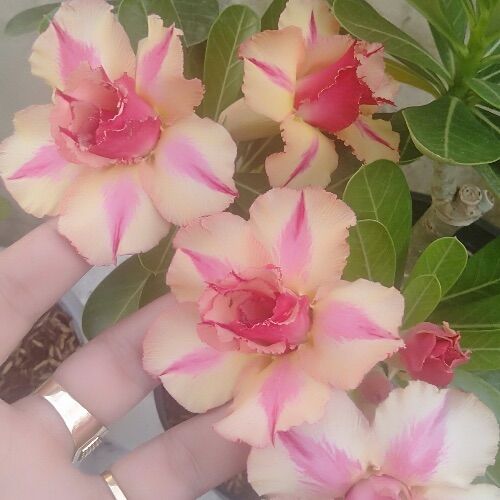100 hạt sứ thái cánh kép nhập khẩu