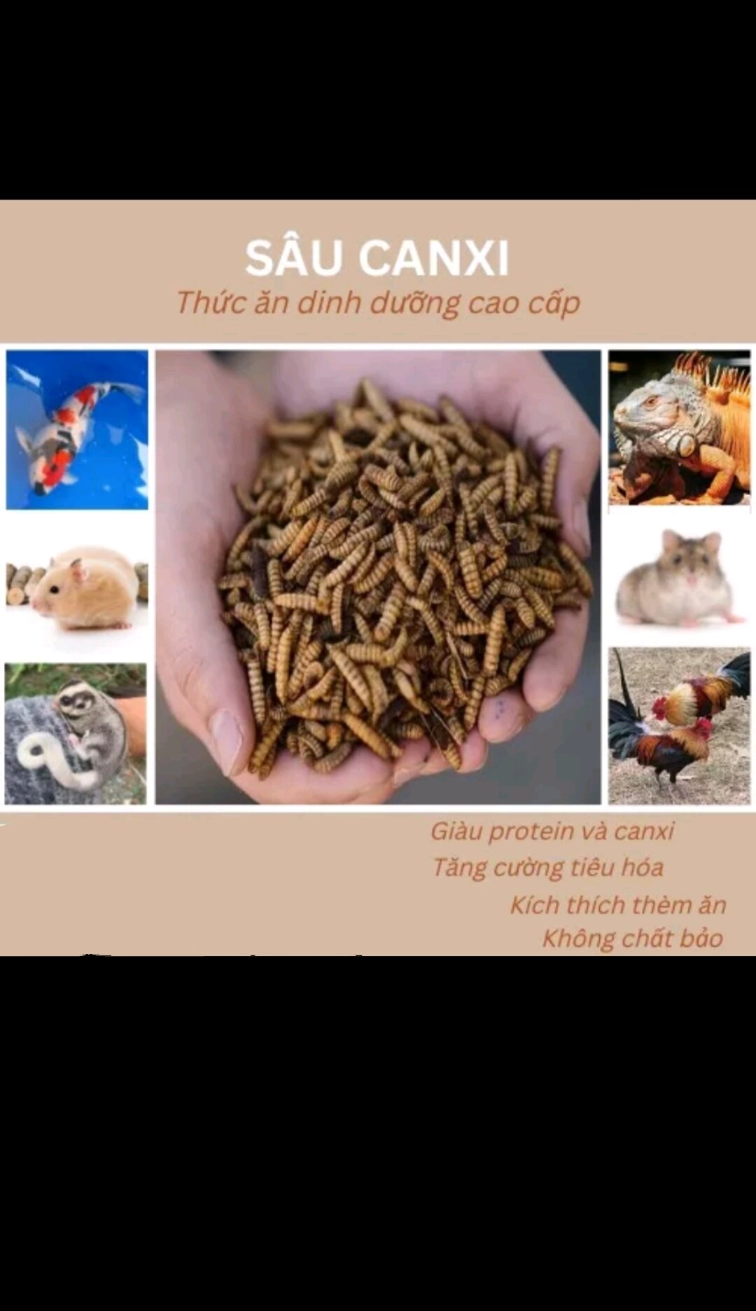 Sâu canxi sấy khô