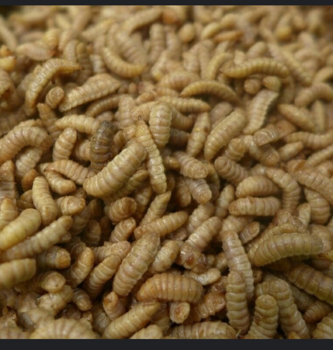 SÂU CANXI SẤY KHÔ (dùng cho bò sát hủ 100g)