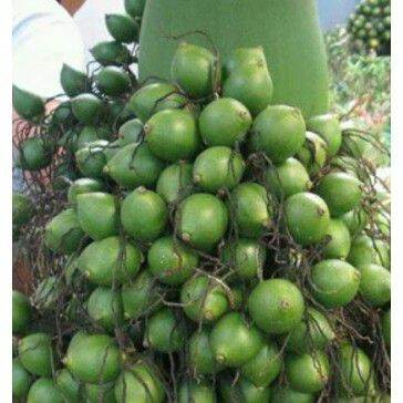 1kg hạt cau phơi khô