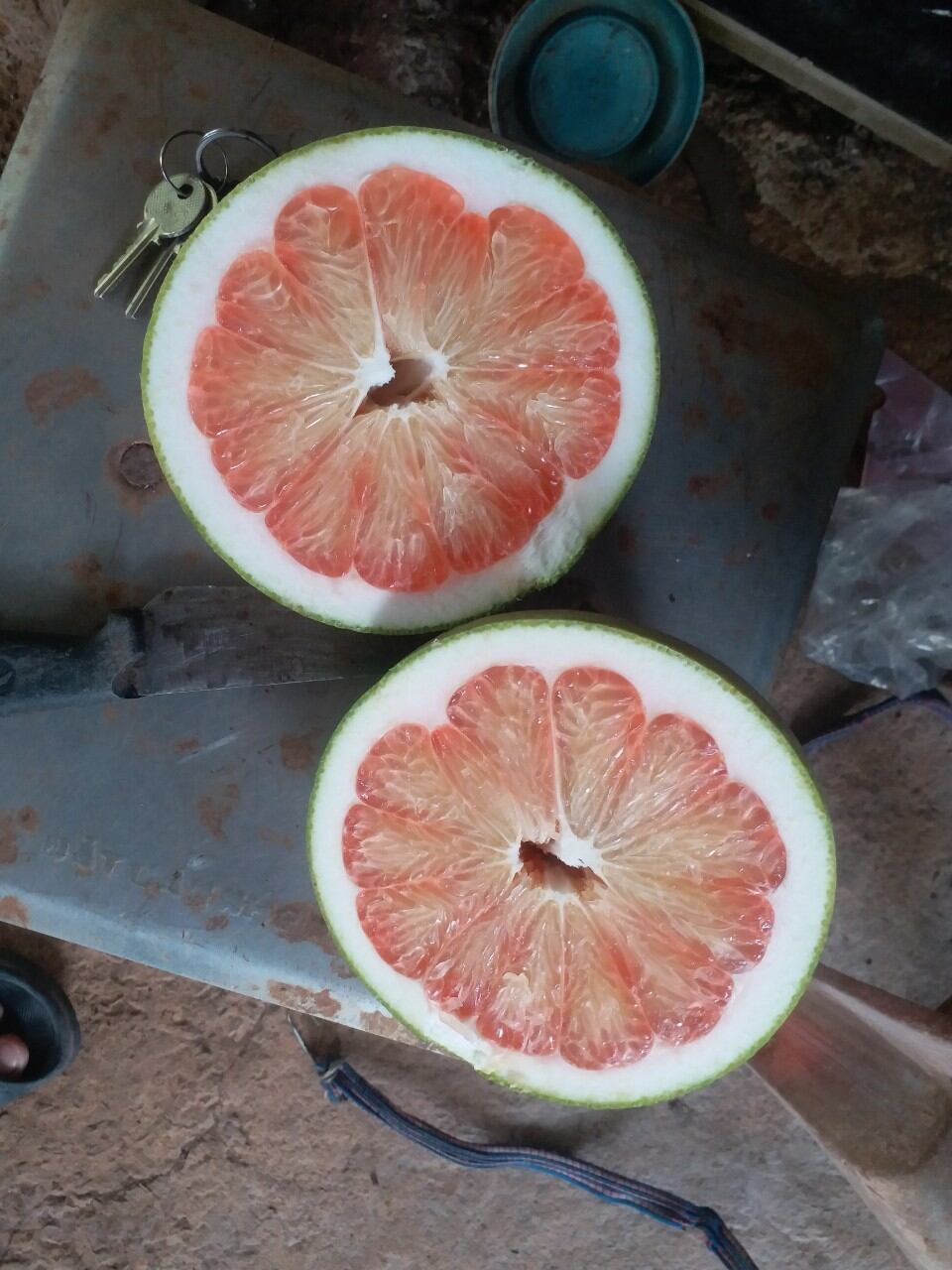BƯỞI LÃO DA XANH BẾN TRE BAO ĂN.