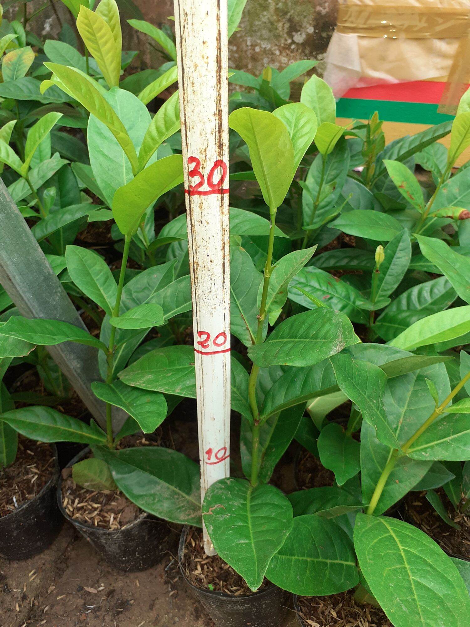 Combo 5 cây giống  mỹ vàng, tím,cam,hồng, đỏ
