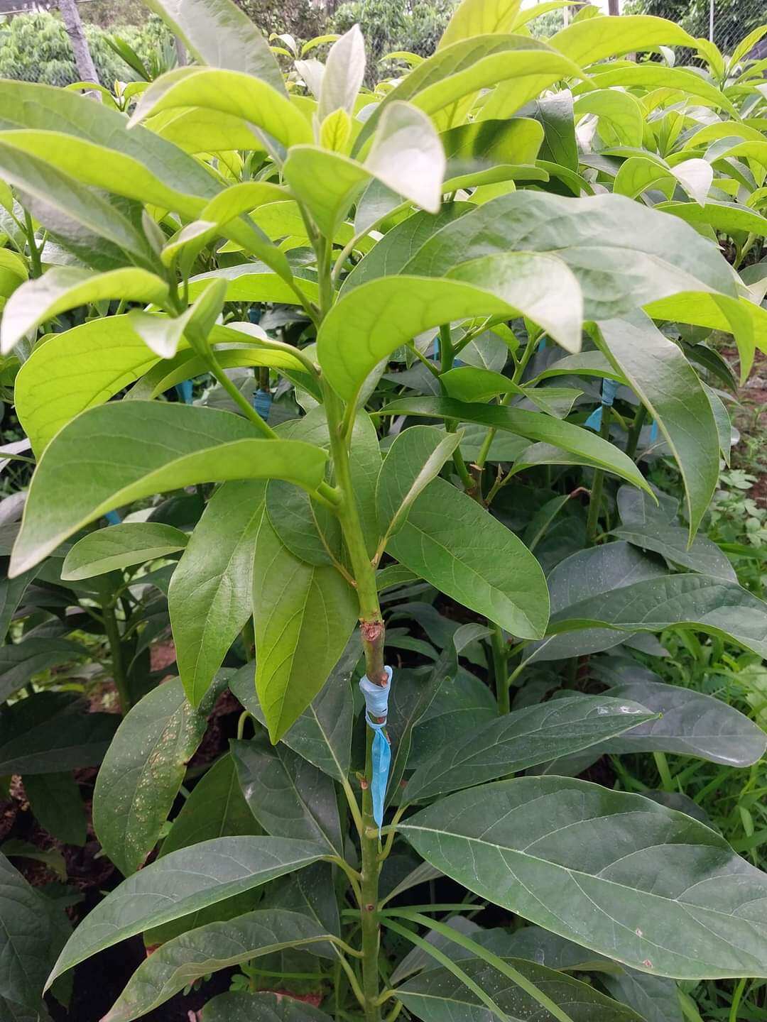 CÂY BƠ  SÁP 034,Bơ trái dài dẻo,hạt lép
