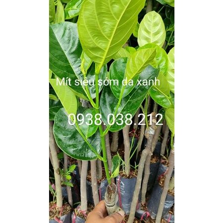 Cây giống mít siêu sớm changai da xanh chuẩn f1 chất lượng