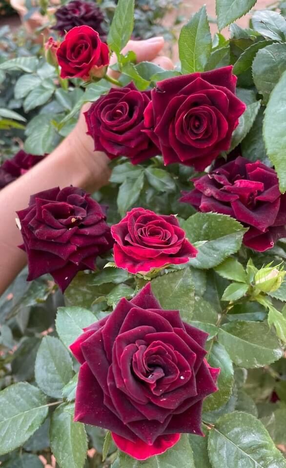 Hoa hồng Ngoại Phù Thủy đen Abracadabra Rose