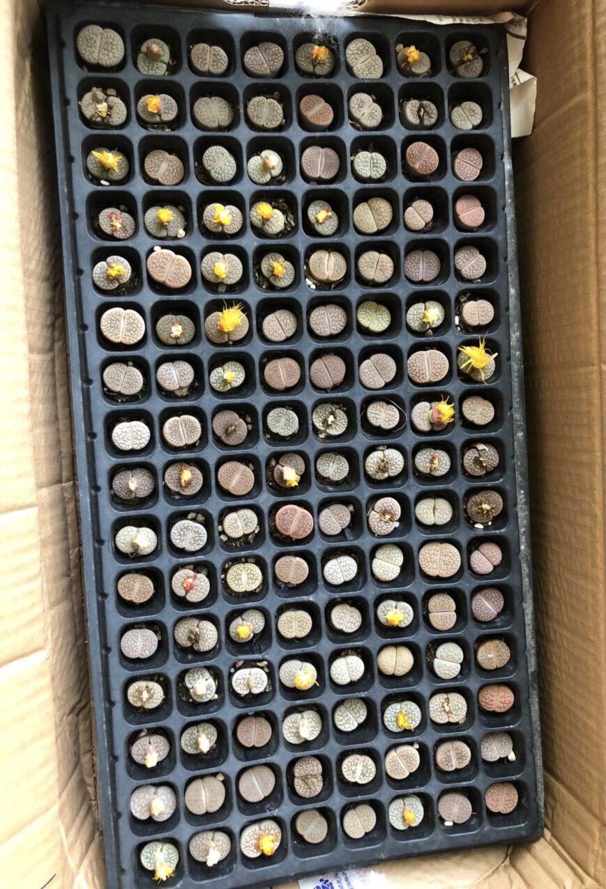 Sen mông, lithops, thạch lan mix đủ màu size 2cm