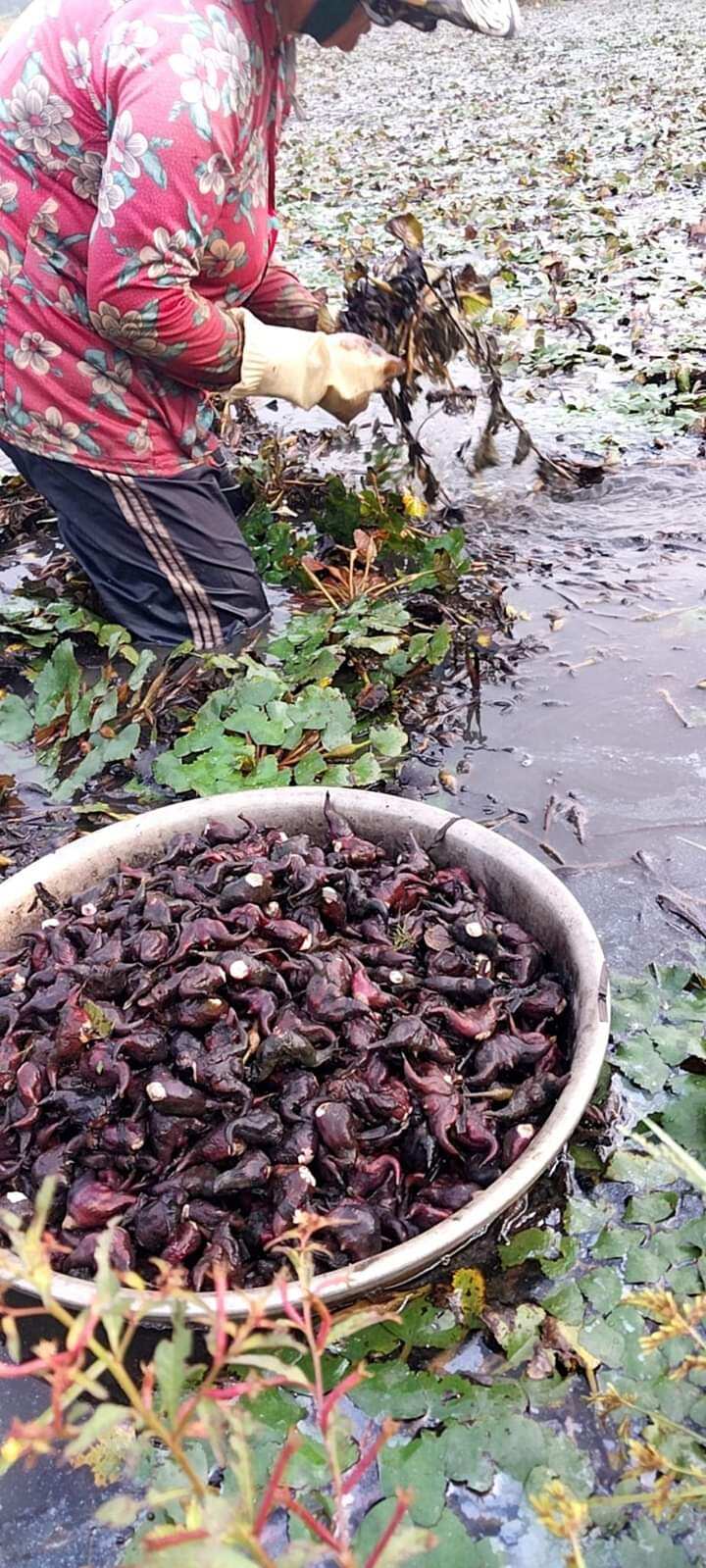 1 kg củ ấu còn sống về khách tự luộc