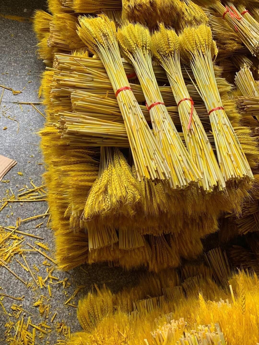 Cỏ lúa mạch khô bó 100 cành