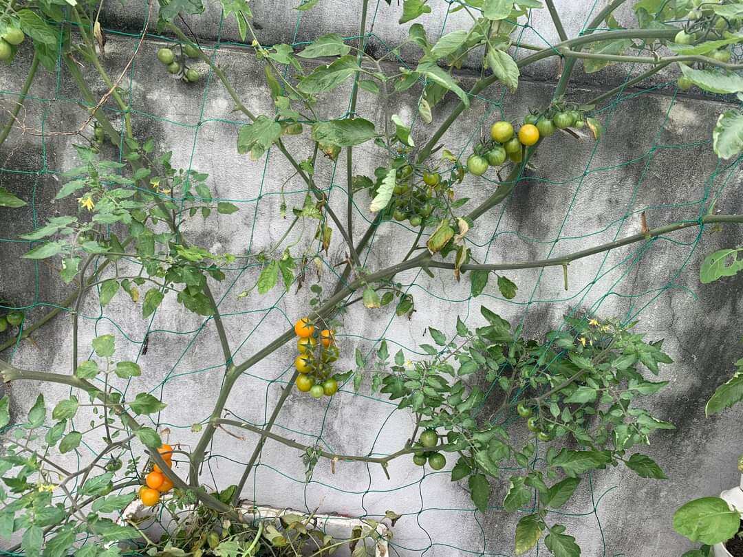 Lưới Leo Giàn Cho Cây Thái Lan Khổ 2M