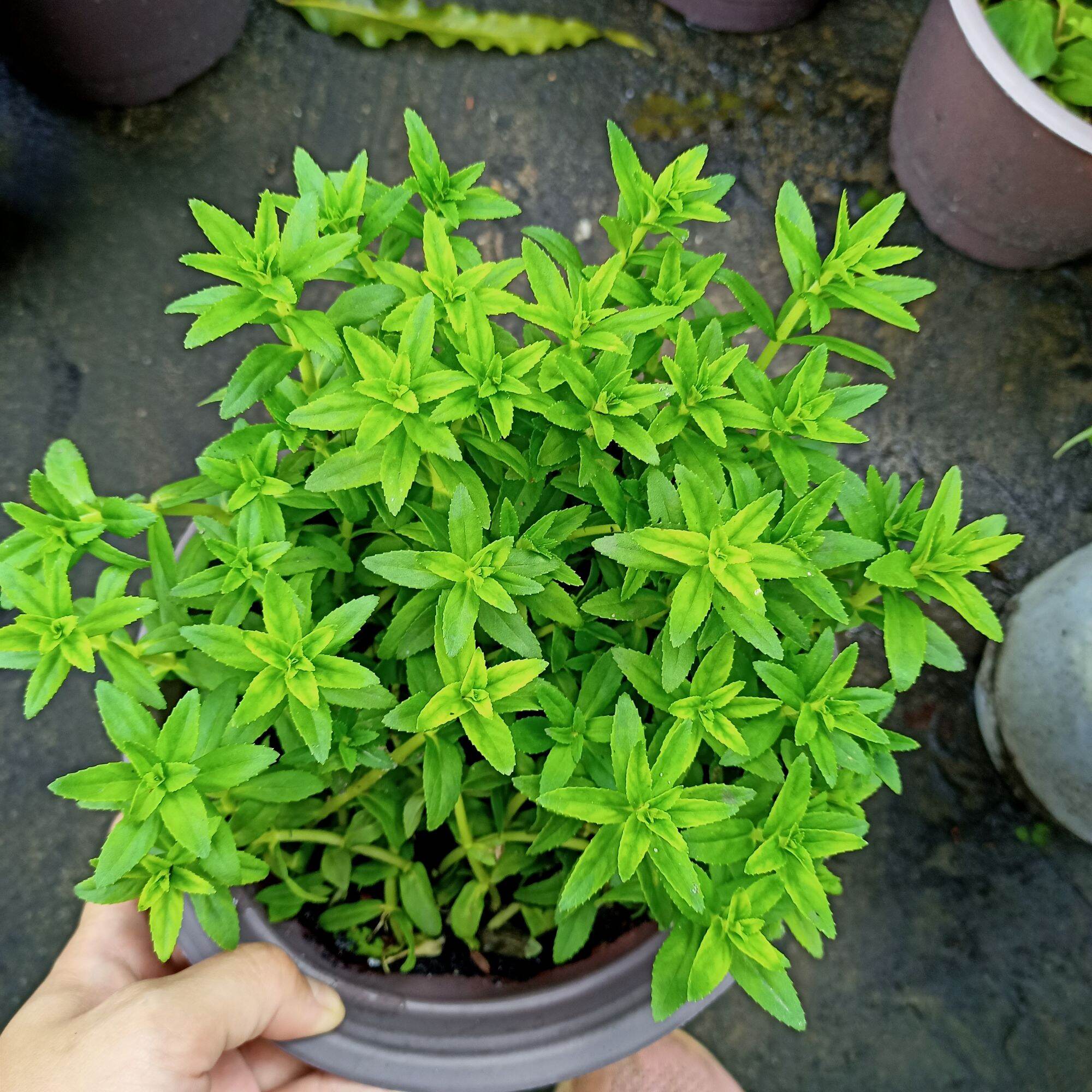 Chậu cây rau ngò ôm, rau ngổ, bầu rễ ổn định, bụi sum