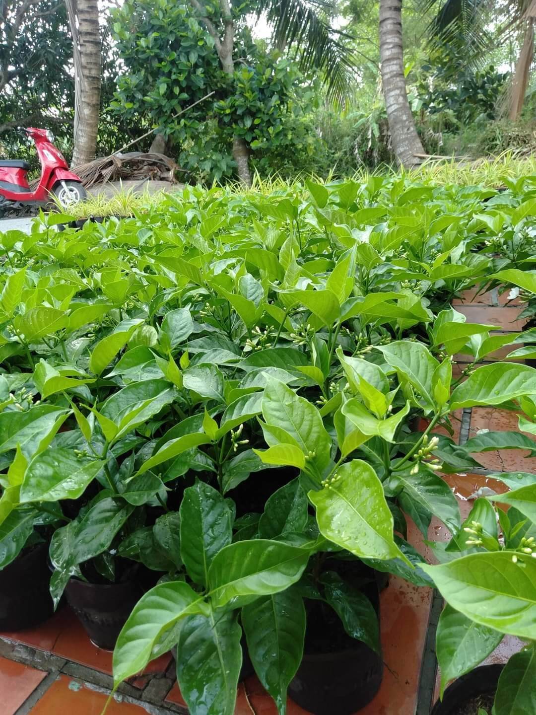 Bong garden_ combo 5 lài tây c9 nhanh ra hoa