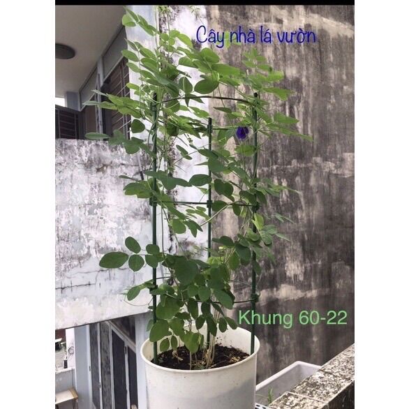 Khung đỡ hoa hồng, dây leo 70/90cm