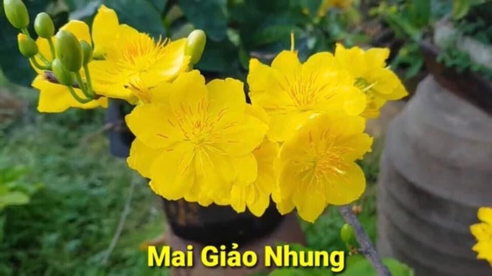 Hoa mai Dảo Nhung cánh cây ghép chuẩn
