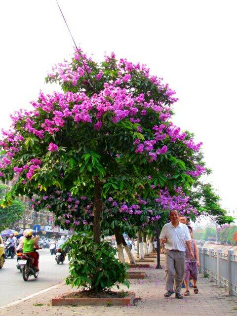 combo 3 cây giống bằng lăng tím cao 60-80cm.