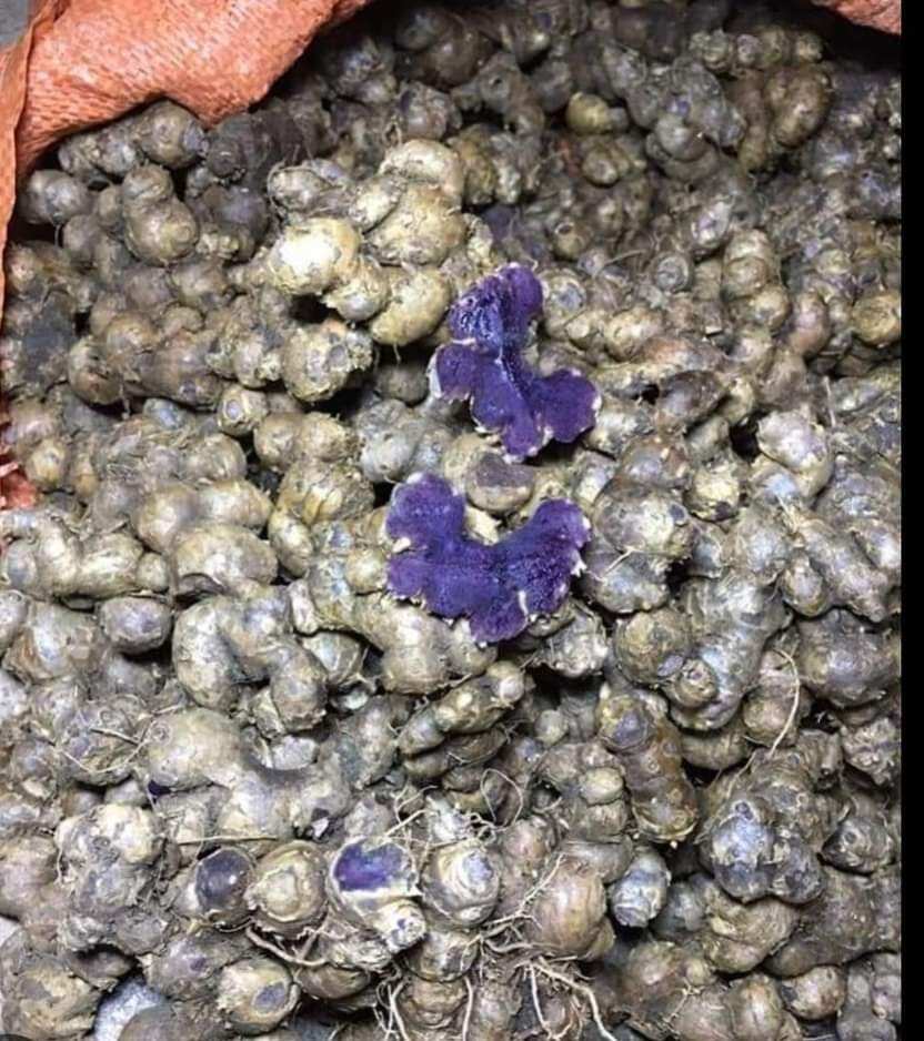 1kg GỪNG ĐEN( ĐÀO NÚI)